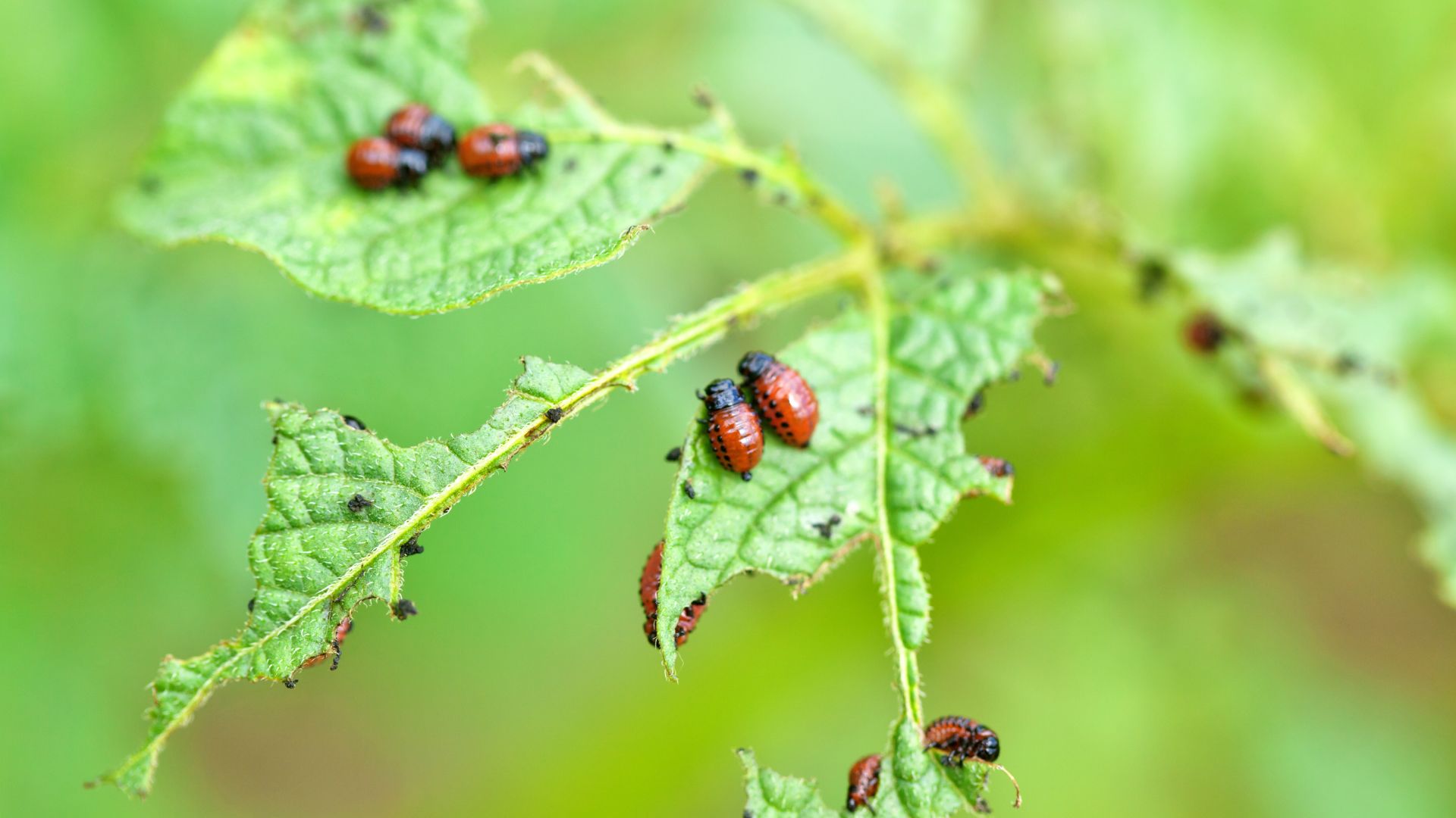 zucchini pests