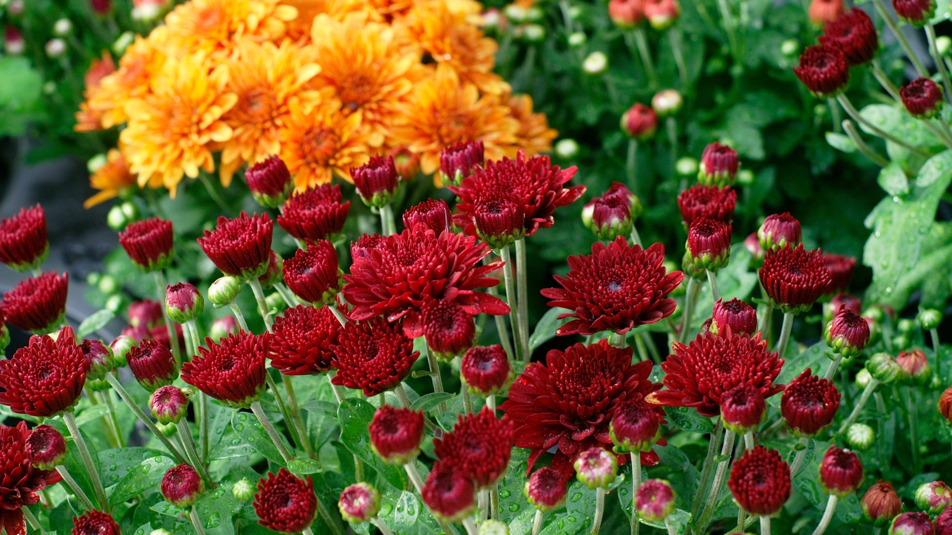 why marigolds are better than mums