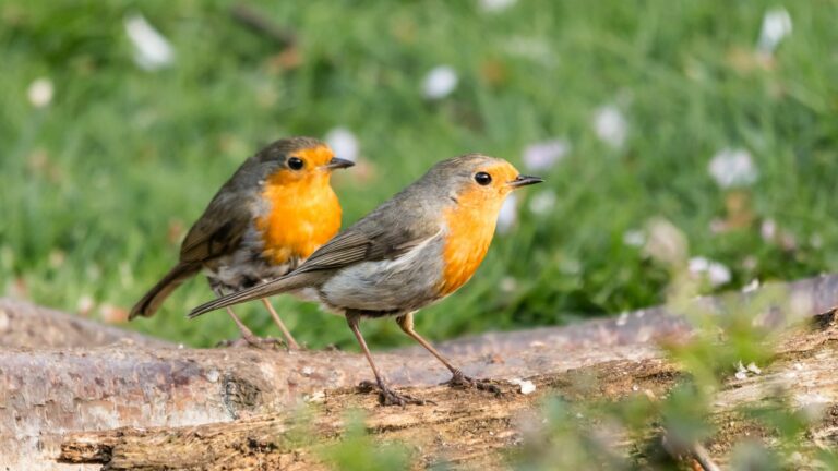 trees and shrubs to attract robins