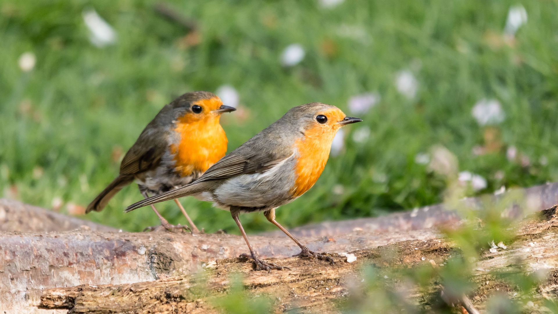 trees and shrubs to attract robins