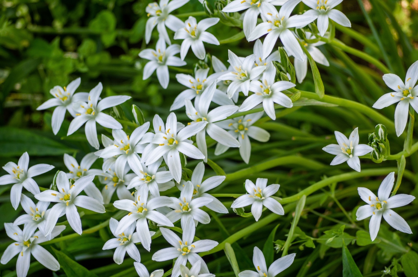 Spring Star Flower