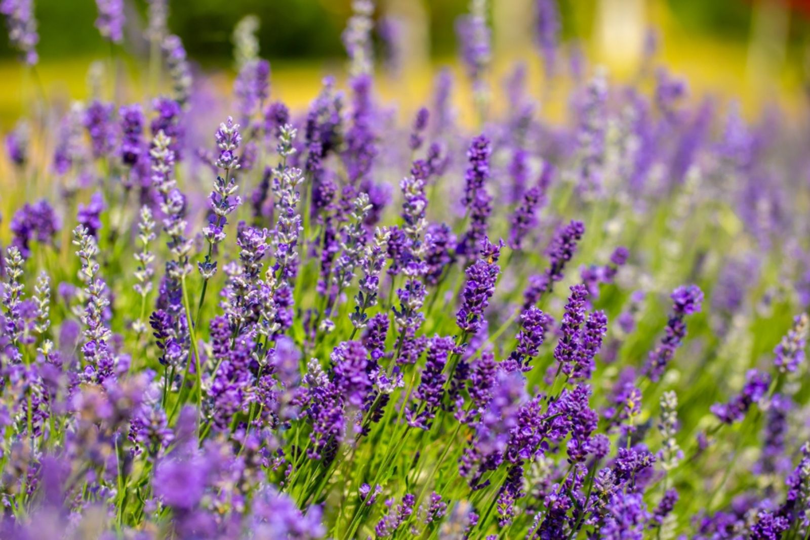 Spring lavender flowers under sunlight