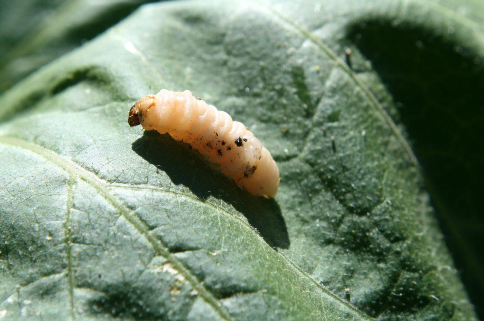 Squash vine borers on zucchini leaves