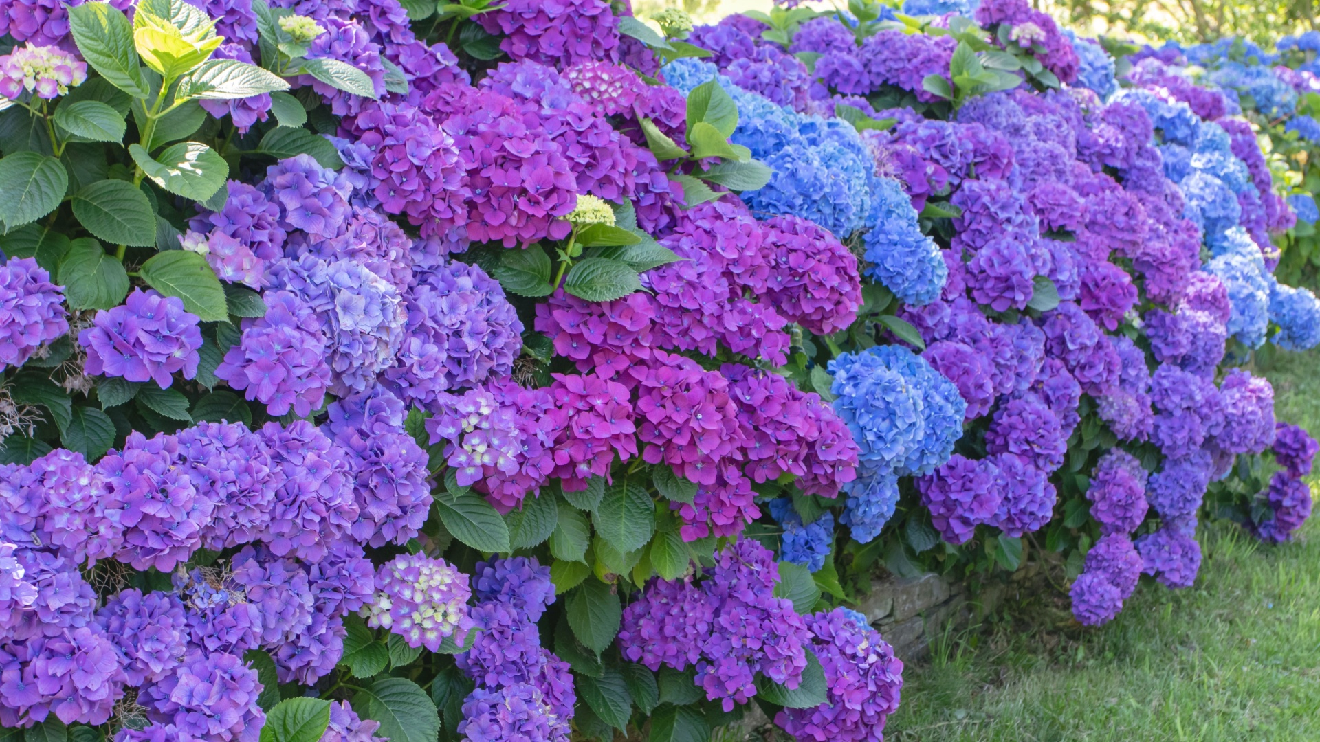 hydrangea bush