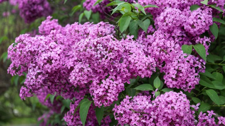 Lilac Bushes