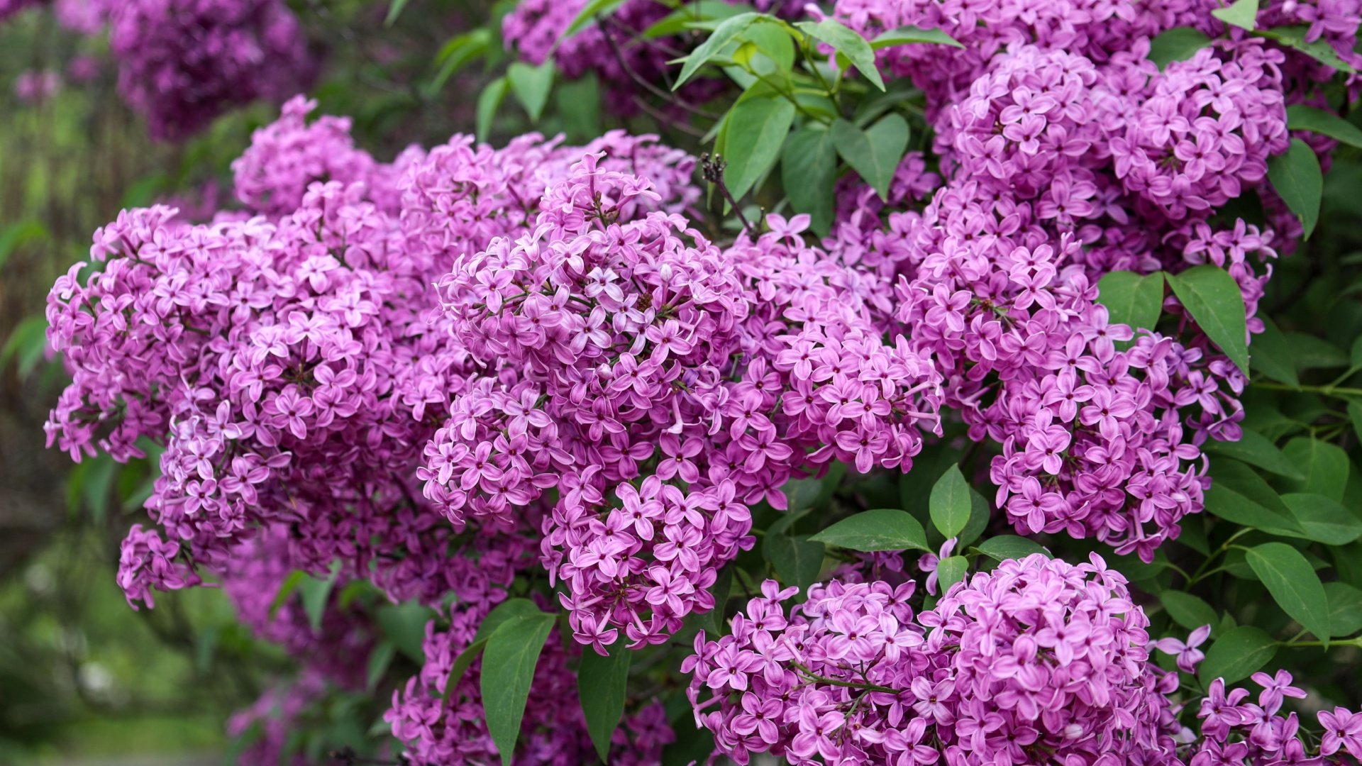 Lilac Bushes