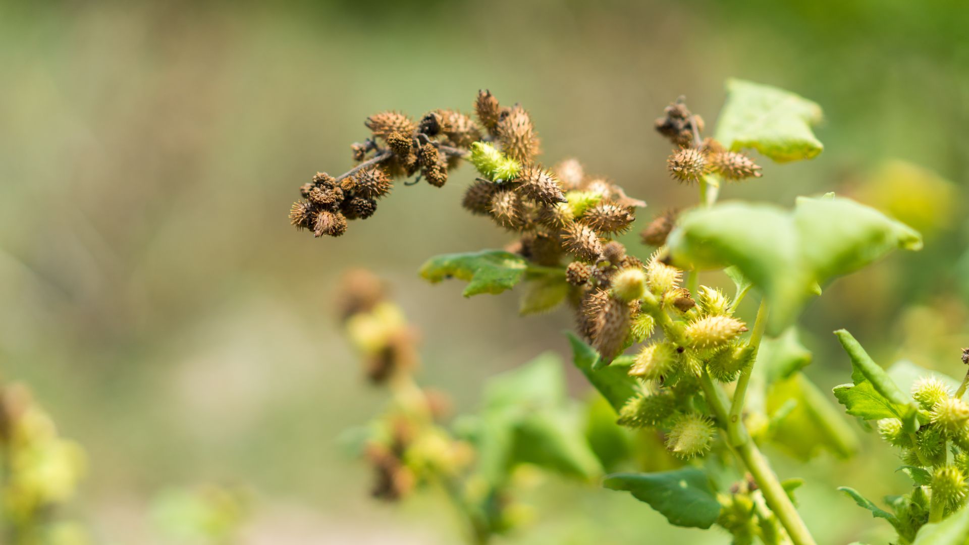 Stop Winter Burweed In Its Tracks With These Proven Tips