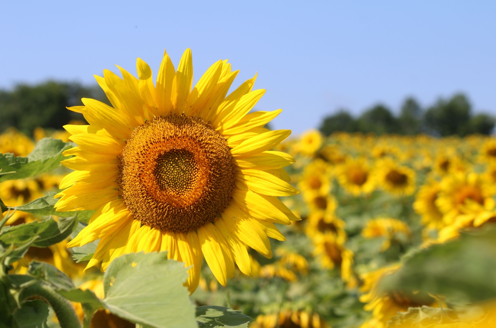 Sunflower Field