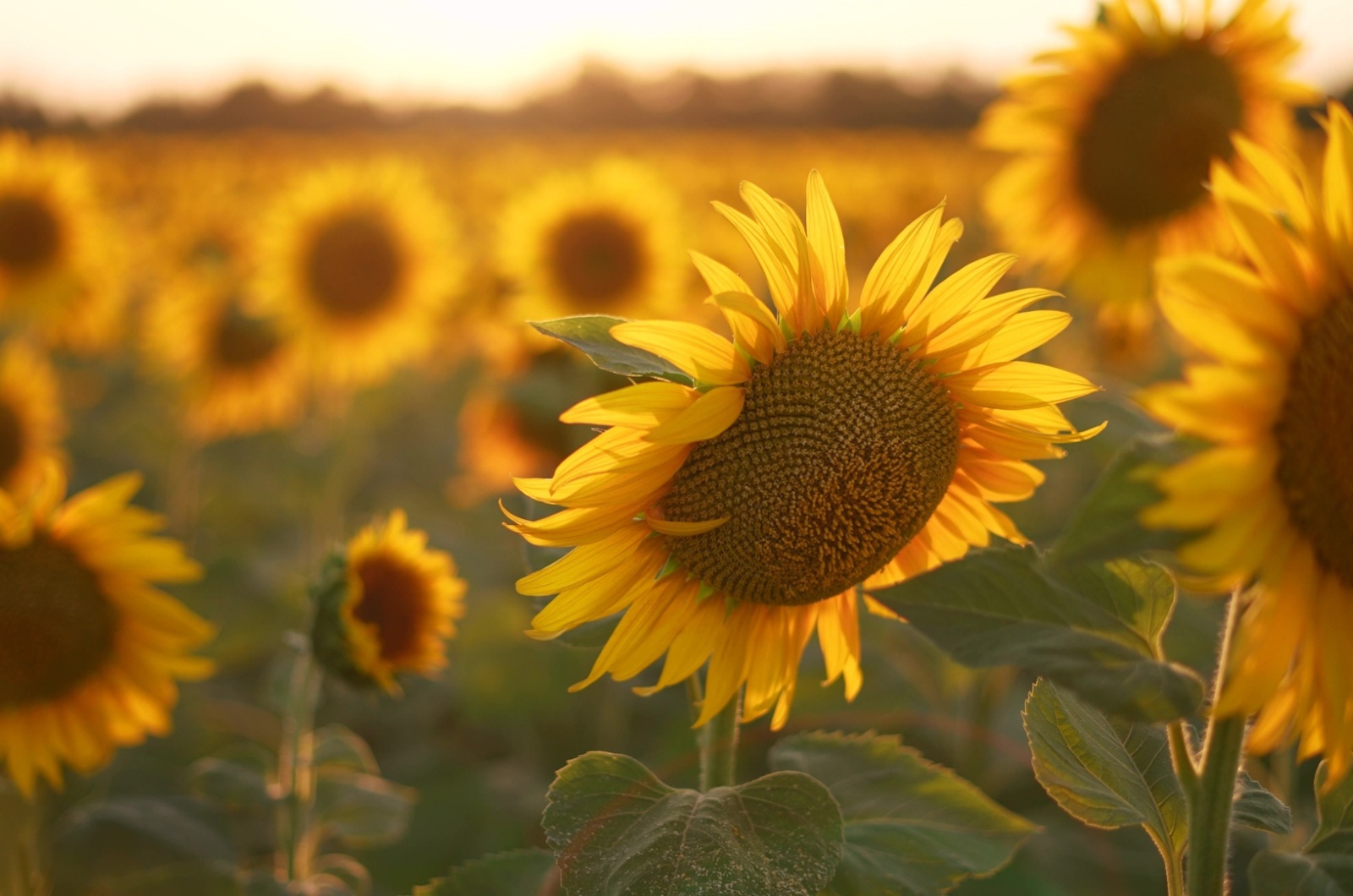 Sunflowers