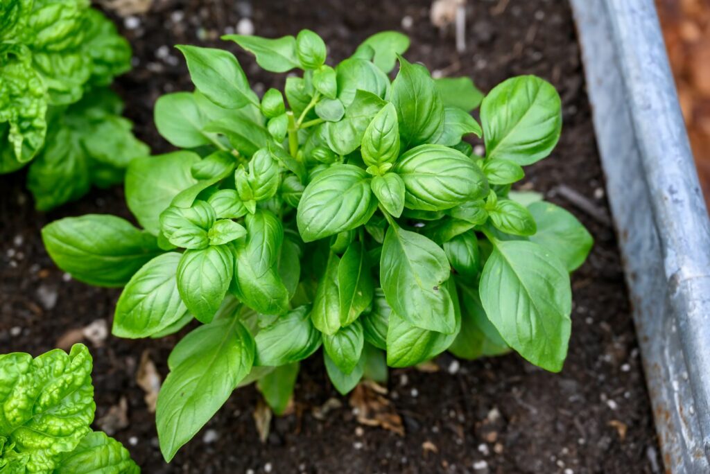 Sweet Basil growing in rich garden