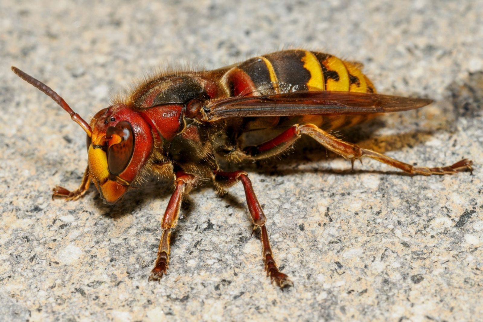 The Asian hornet