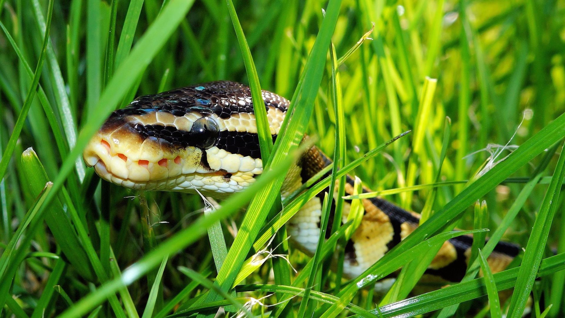 snake in garden