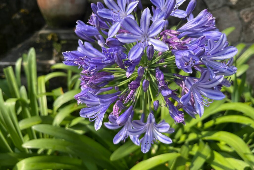 The blue African lily