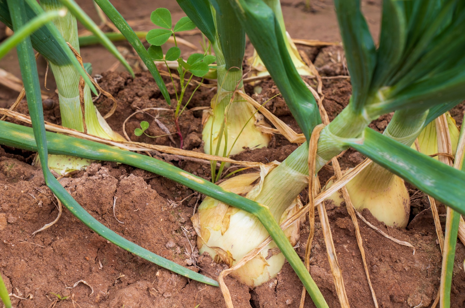 These Tricks Will Make Growing Onions In Raised Beds Easier Than You Think