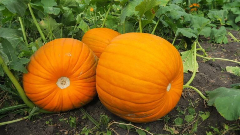 ripe pumpkins on a vine