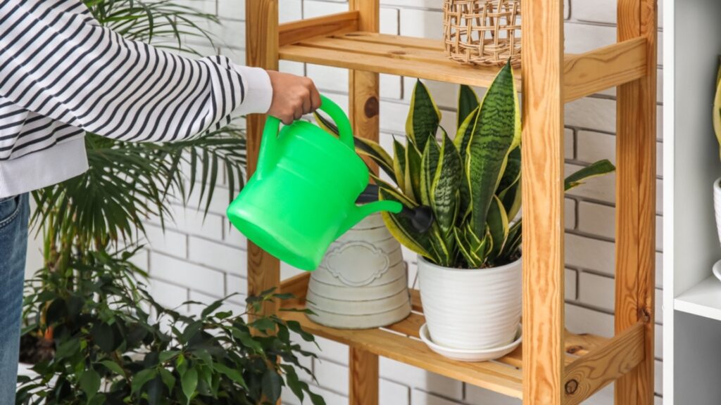 Image showcasing This Is How Often You Should Water Your Snake Plant For The Healthiest ...