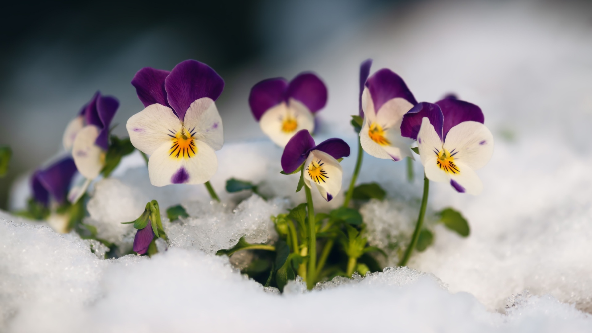 pansies in snow