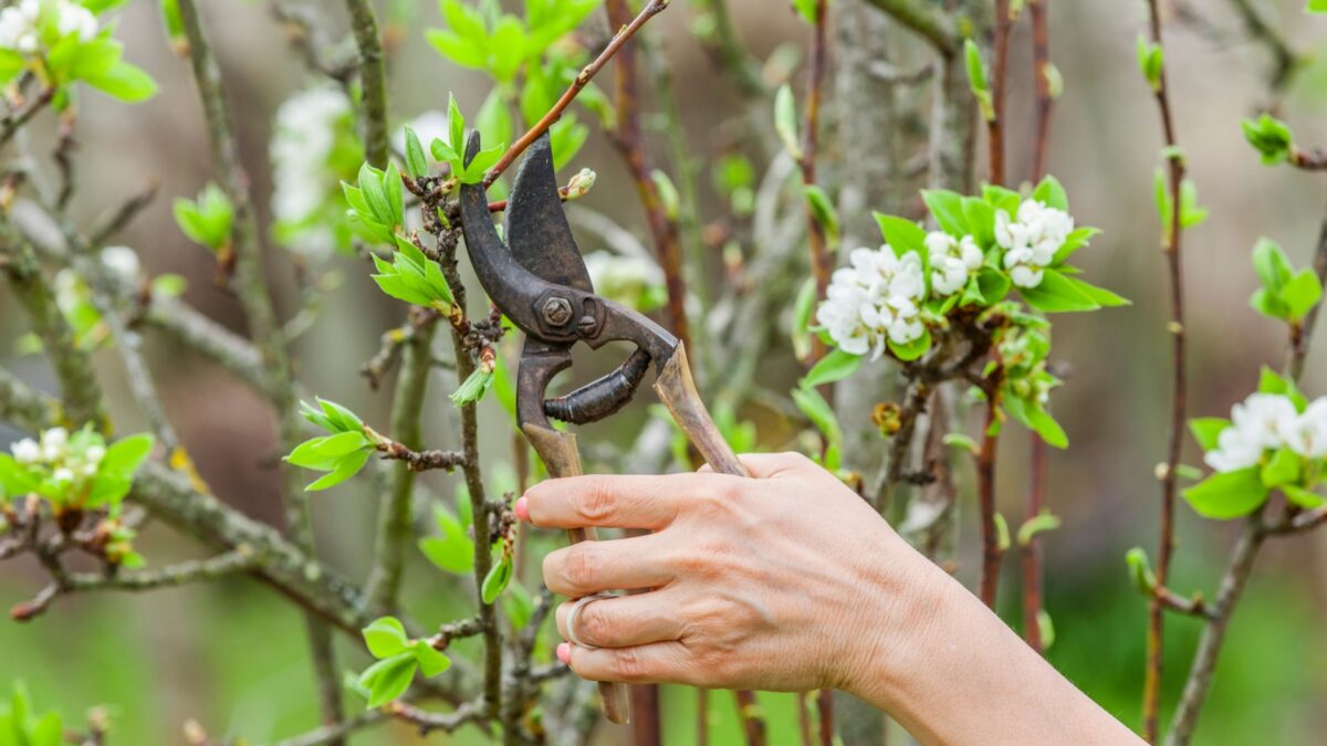 This Is The Best Time To Prune Your Trees For A Delicious Fruit Harvest
