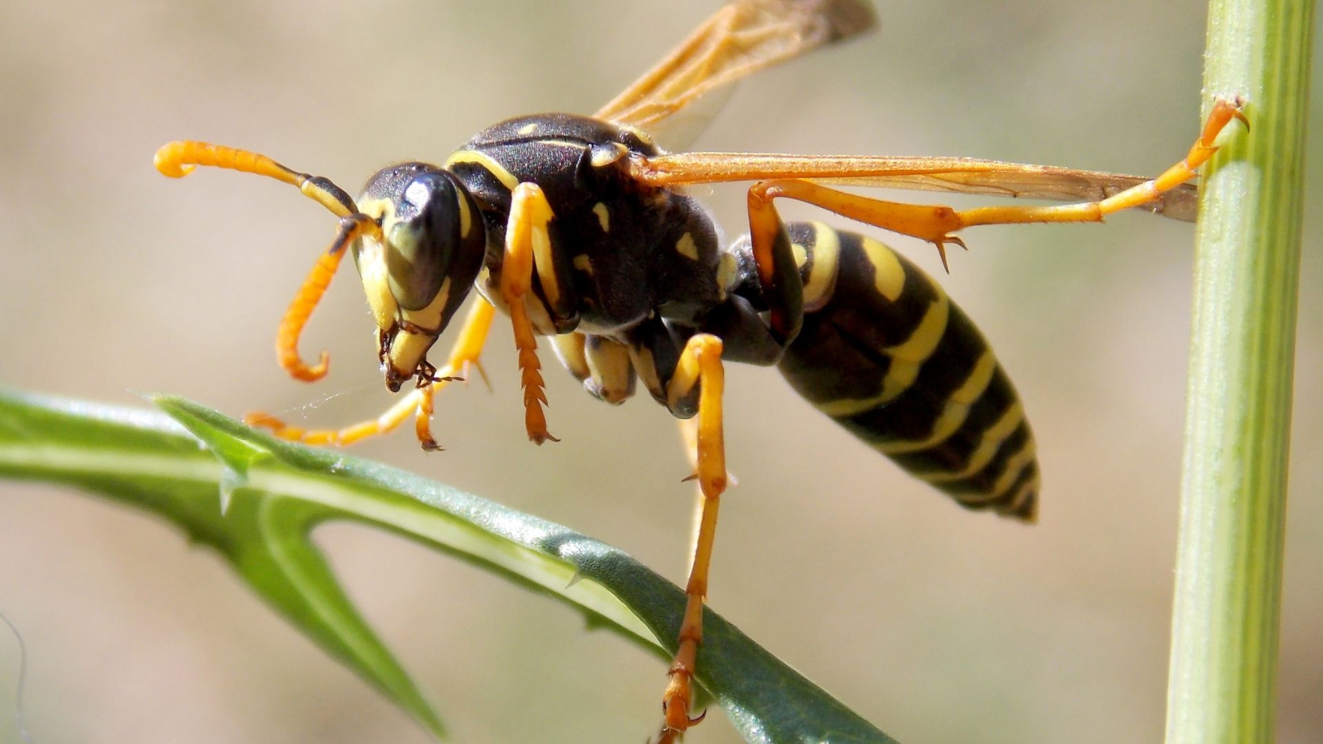 flying insect