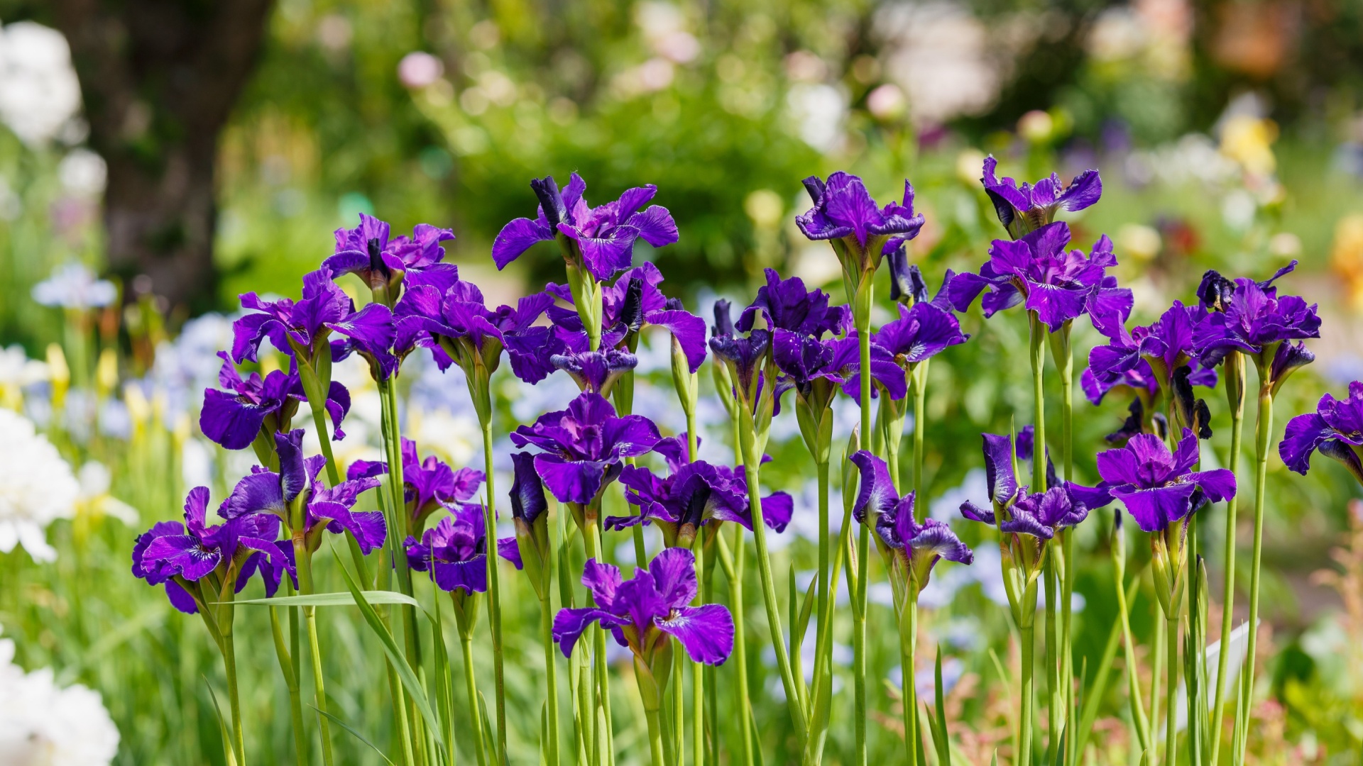 purple iris bloom