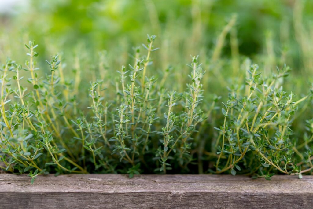 Thyme growing in a wooden crate outdoor