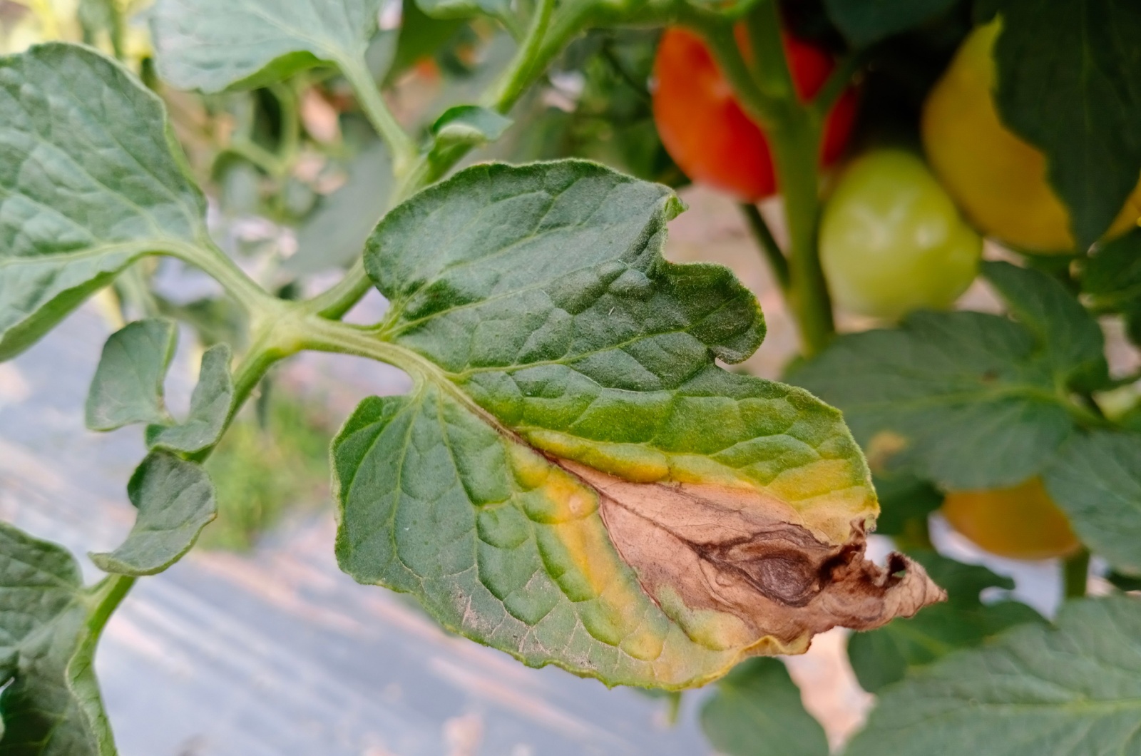 Tomato in bad shape