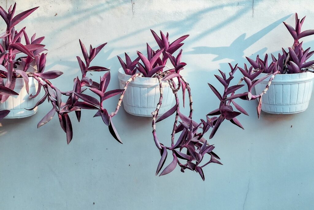 Tradescantia pallida with deep purple leaves