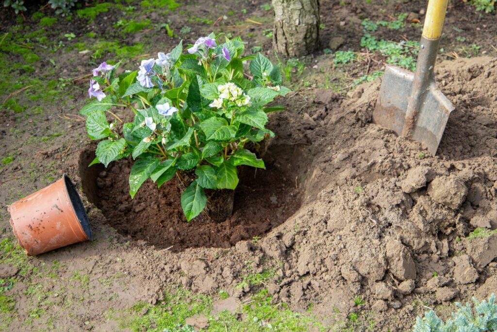 Transplanting hydrangea from a pot into open ground