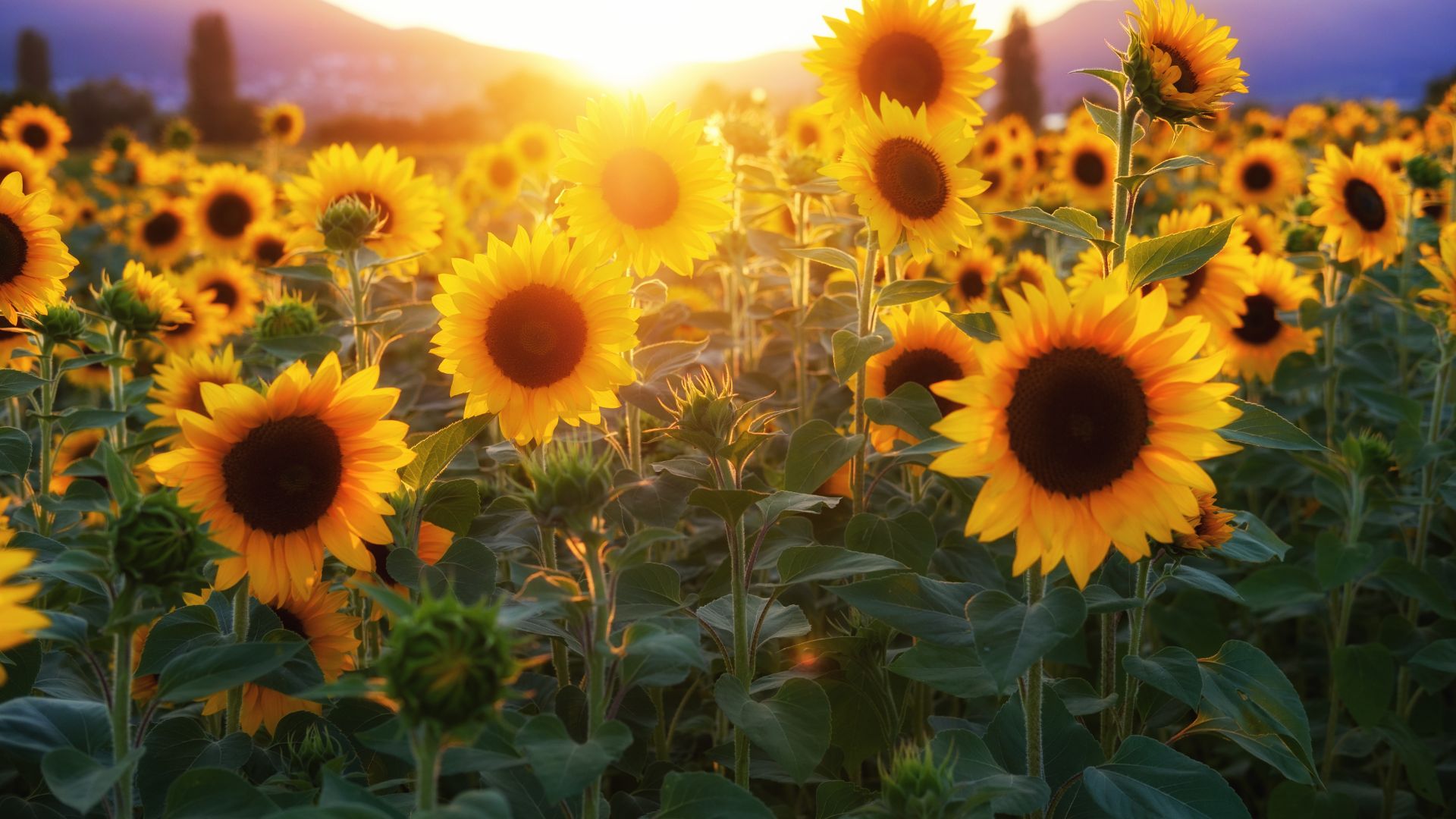 Use These 3 Tips To Keeping Your Sunflowers Blooming All Season Long