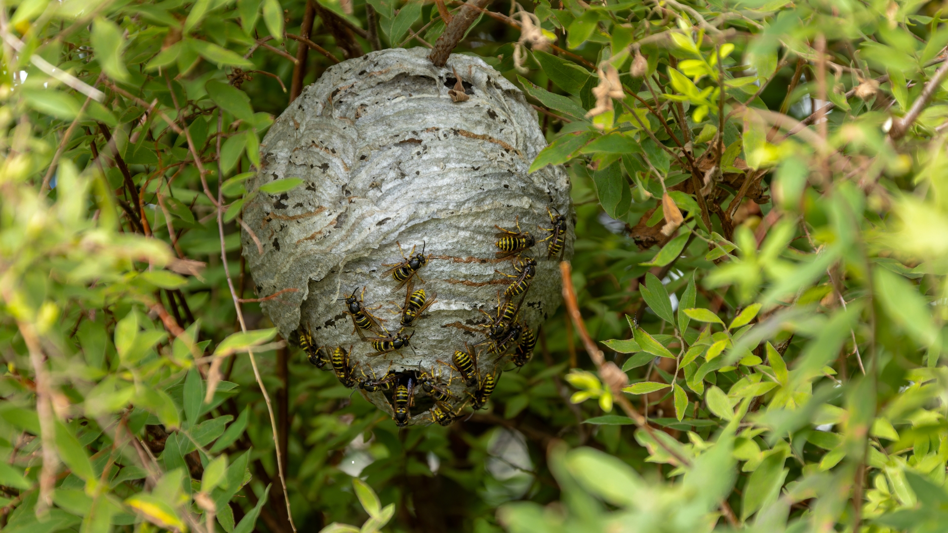 notorius hornet invading yard