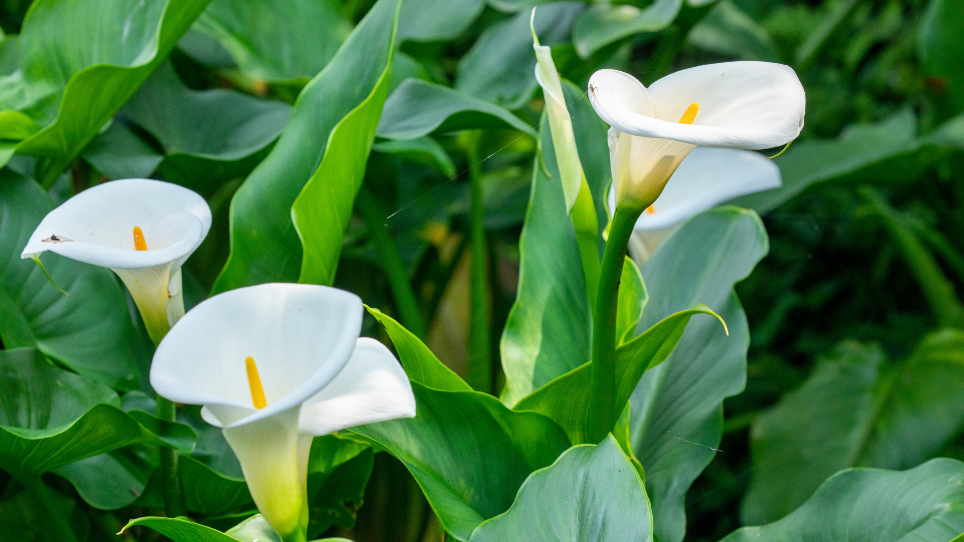 Use This Brilliant Planting Technique If You Want Your Calla Lily Blooms Last For Months