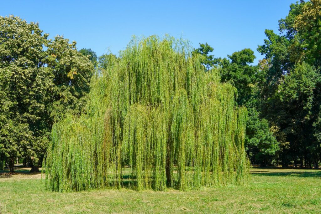 Weeping willow tree hanging branches