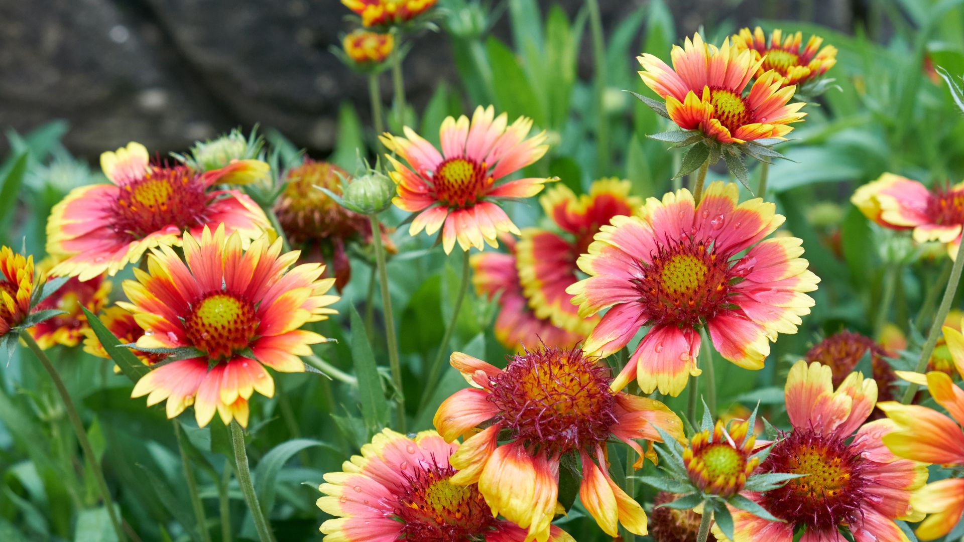 When And How To Cut Back Blanket Flowers To Get Even Flowers Next Year