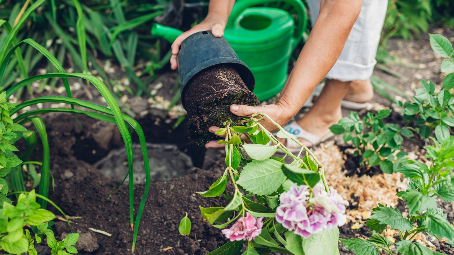 When Is The Right Time To Transplant Hydrangeas? 