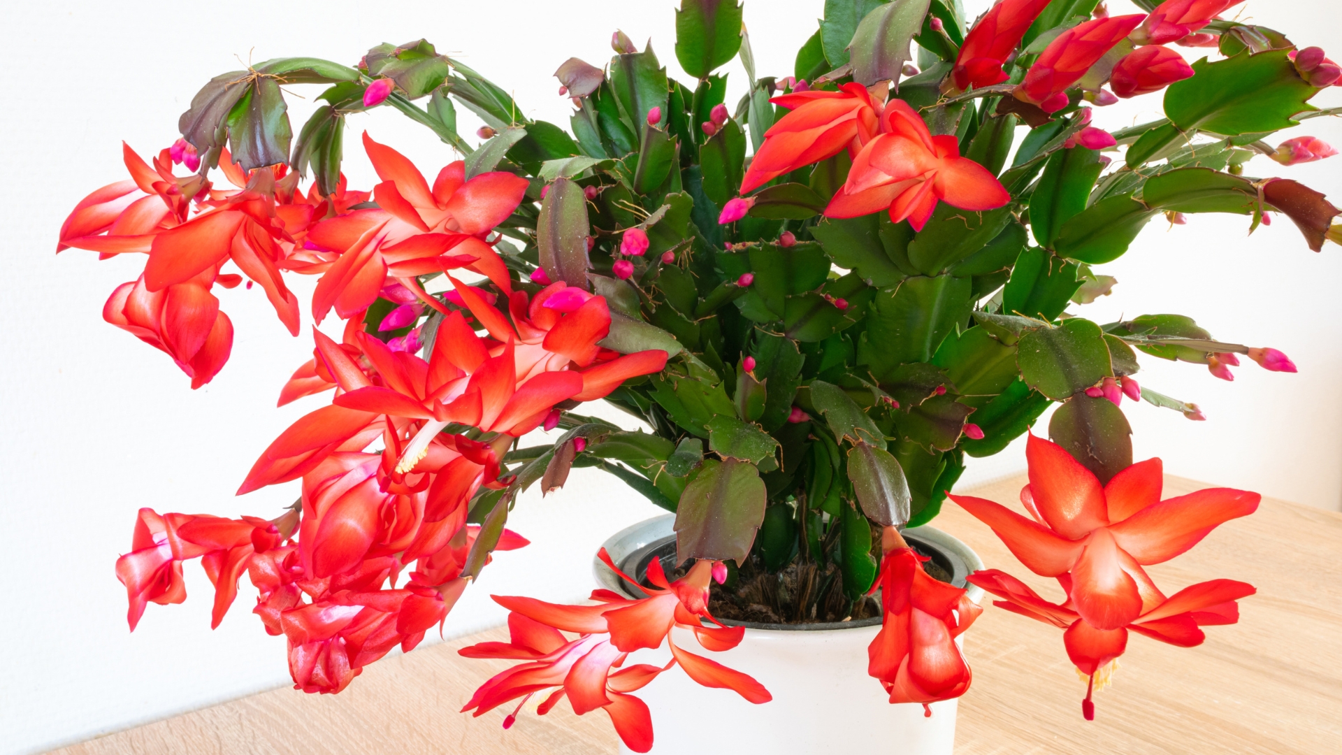 When To Fertilize Your Christmas Cactus To Get A Spectacular Color Display During Winter