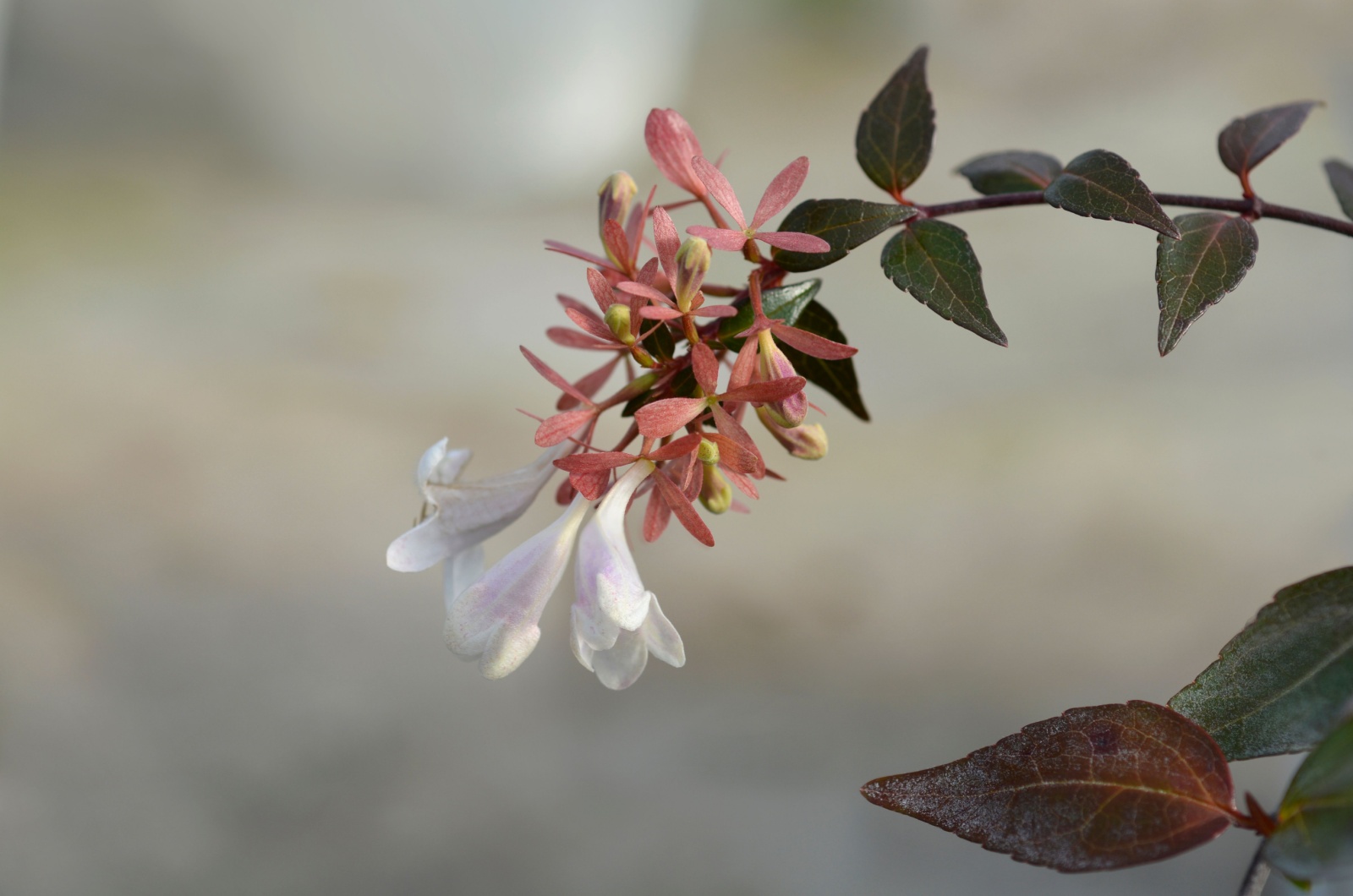 White glossy abelia