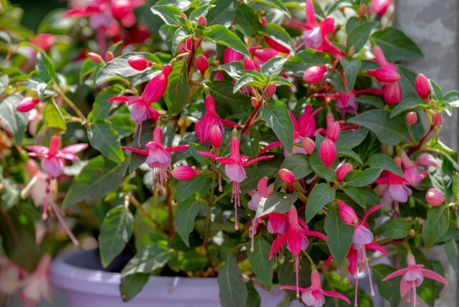 _White pink fuchsia flower in the garden