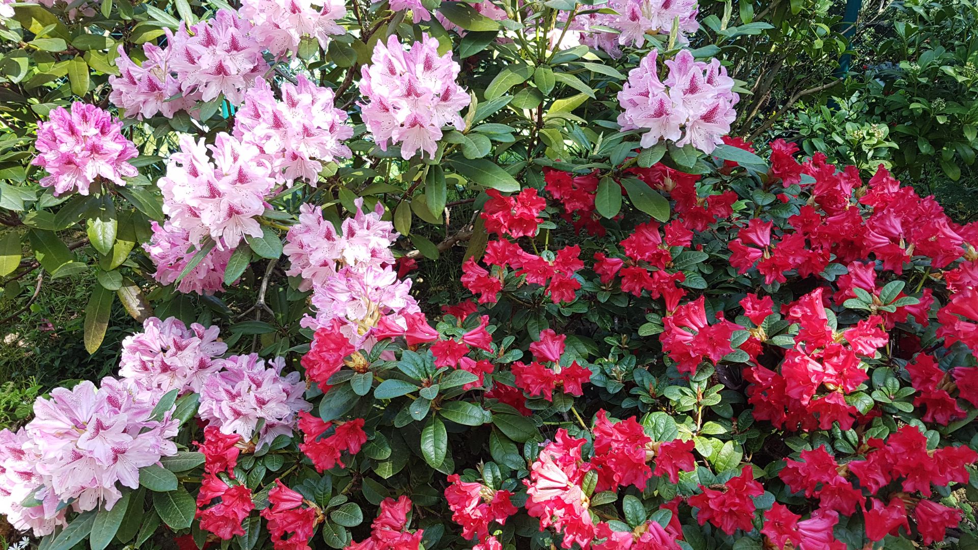 rhododendron flowers