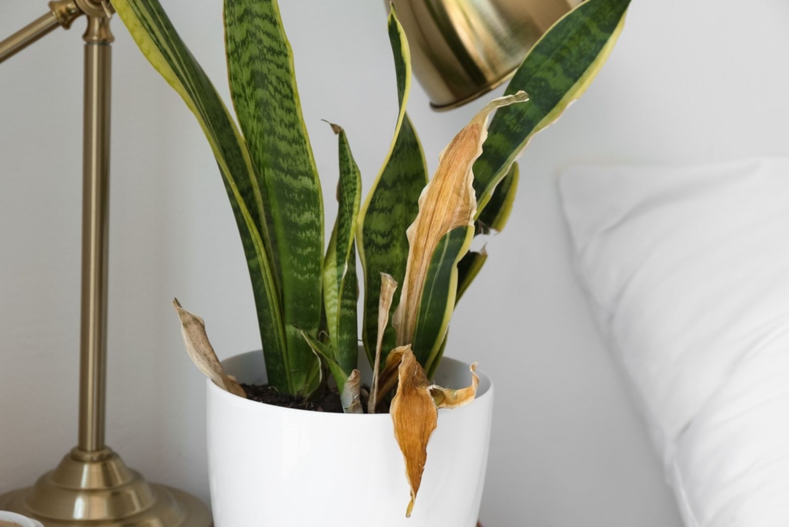 Wilted houseplant near light wall in bedroom