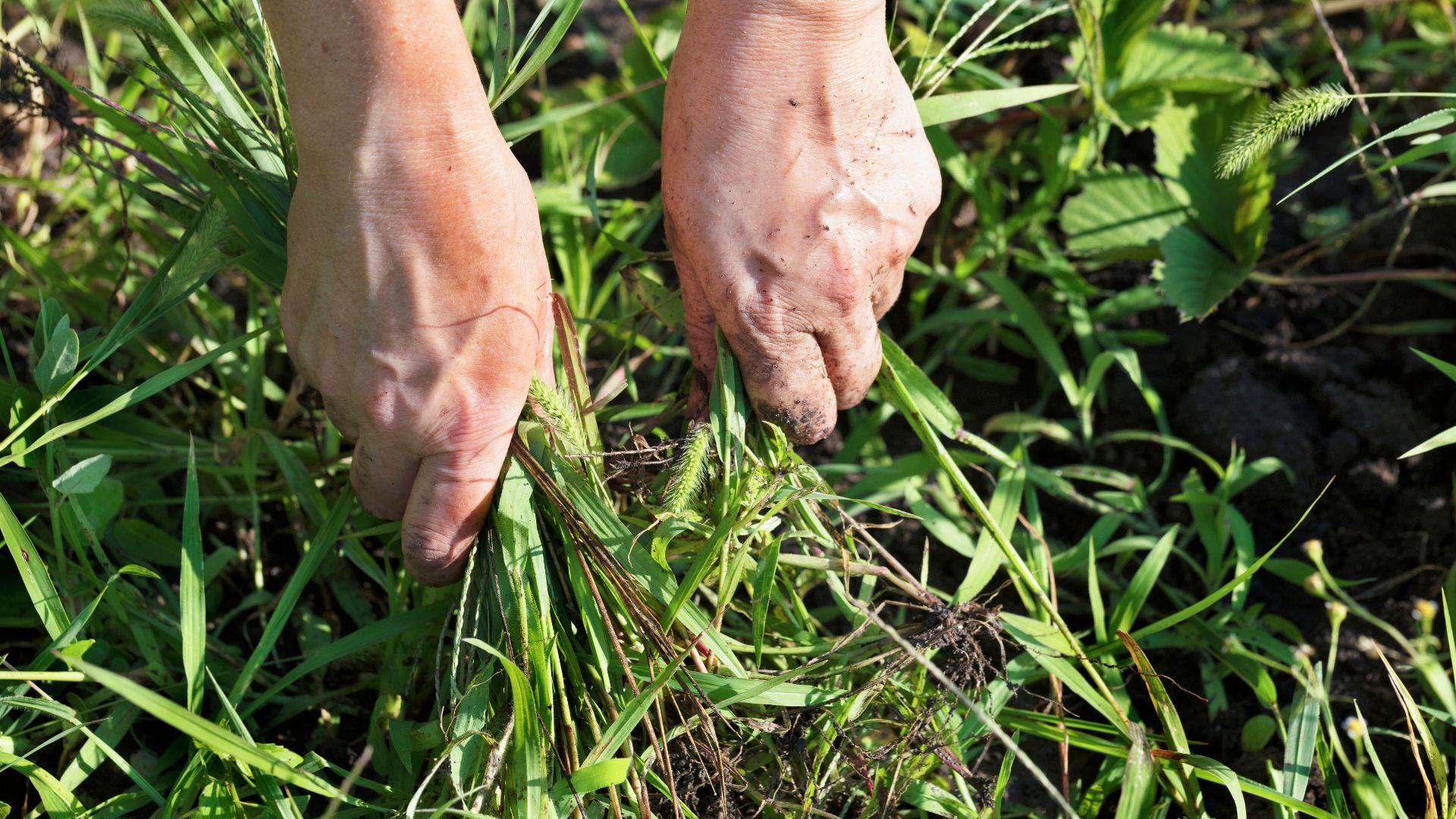 woman pulling weeds