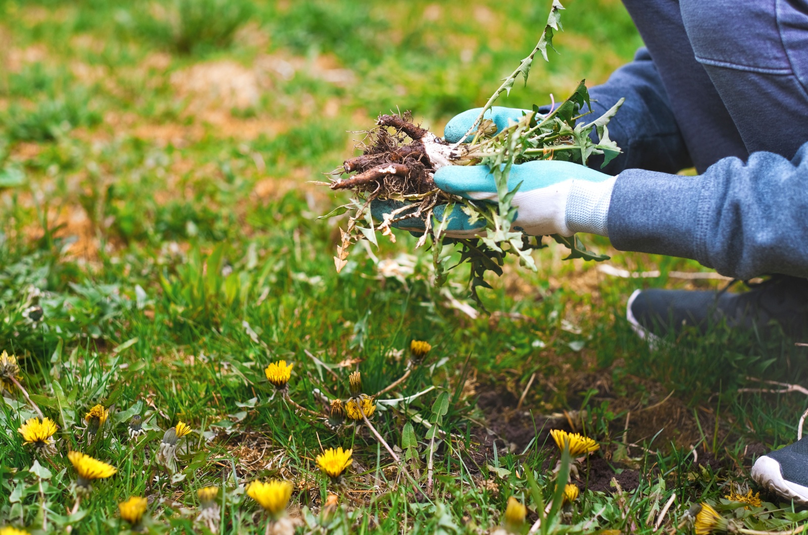 Woman holding weeds