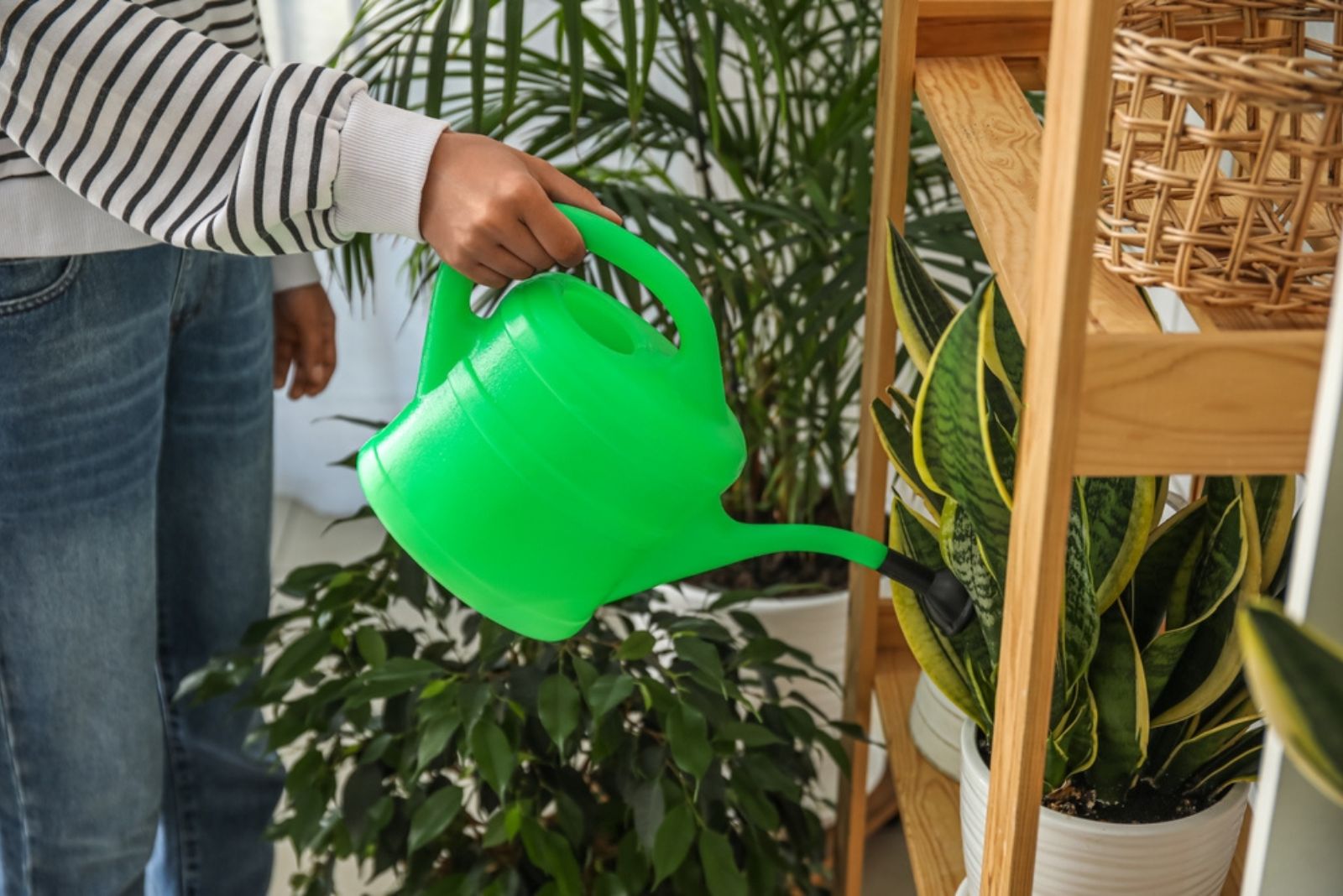 Woman watering snake plant on shelf at home