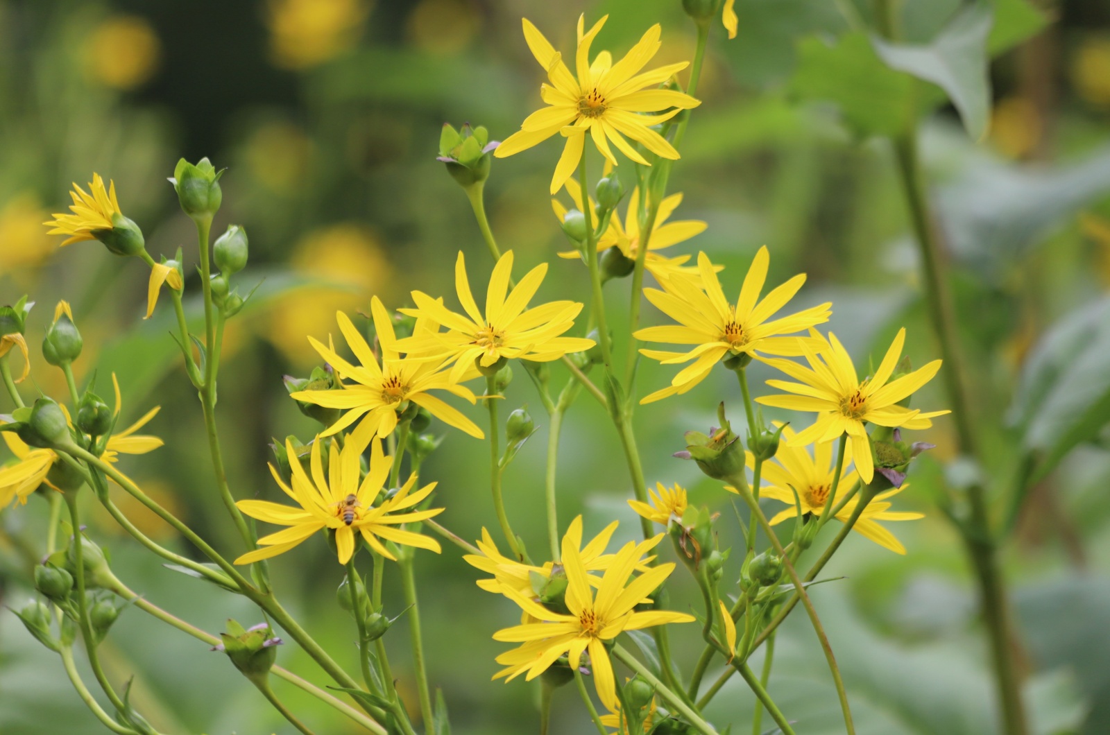 Yellow flowers of the cup plant