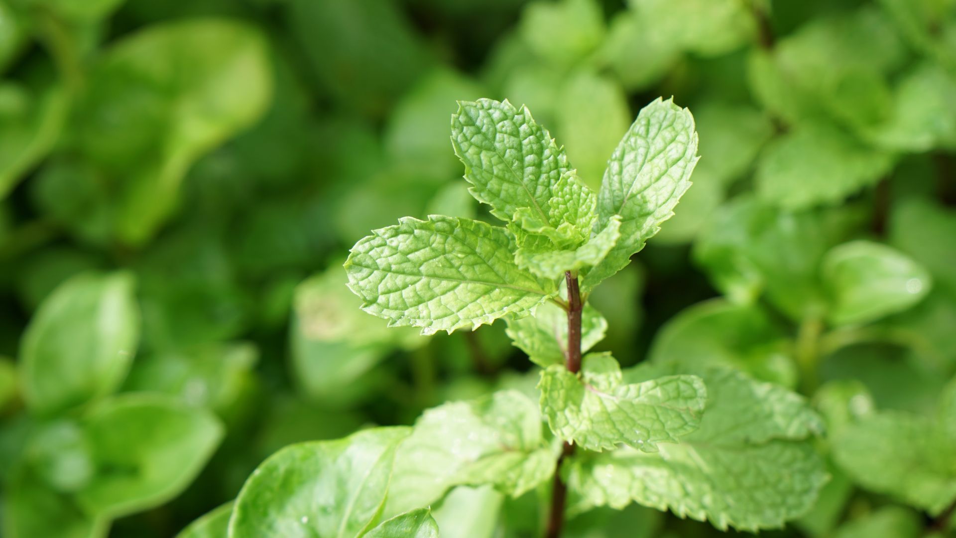 herbs to plant this fall