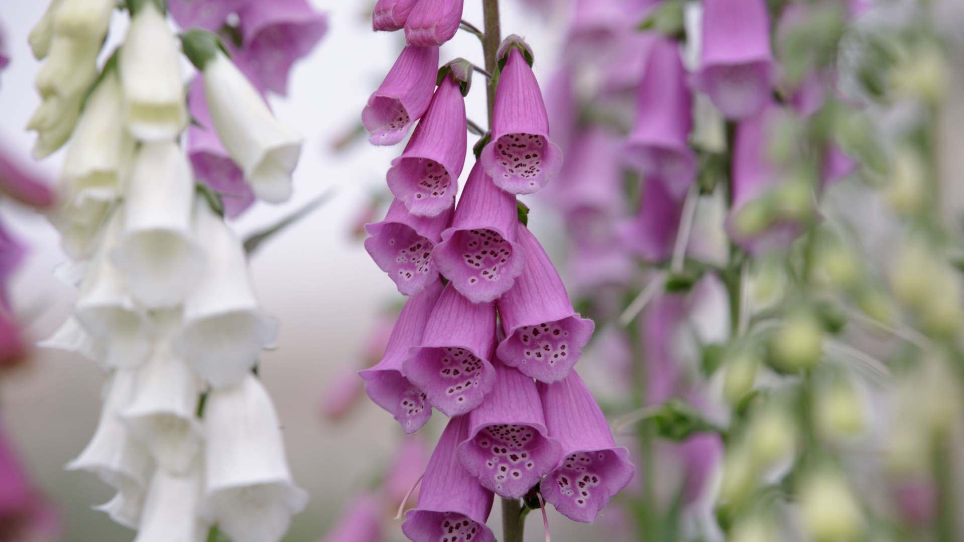 purple and white foxgloves