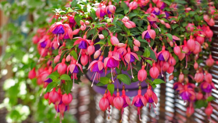 Fuchsias plant