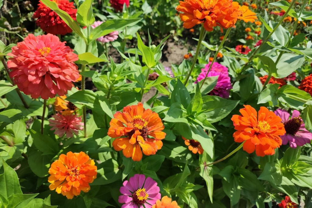 Zinnias