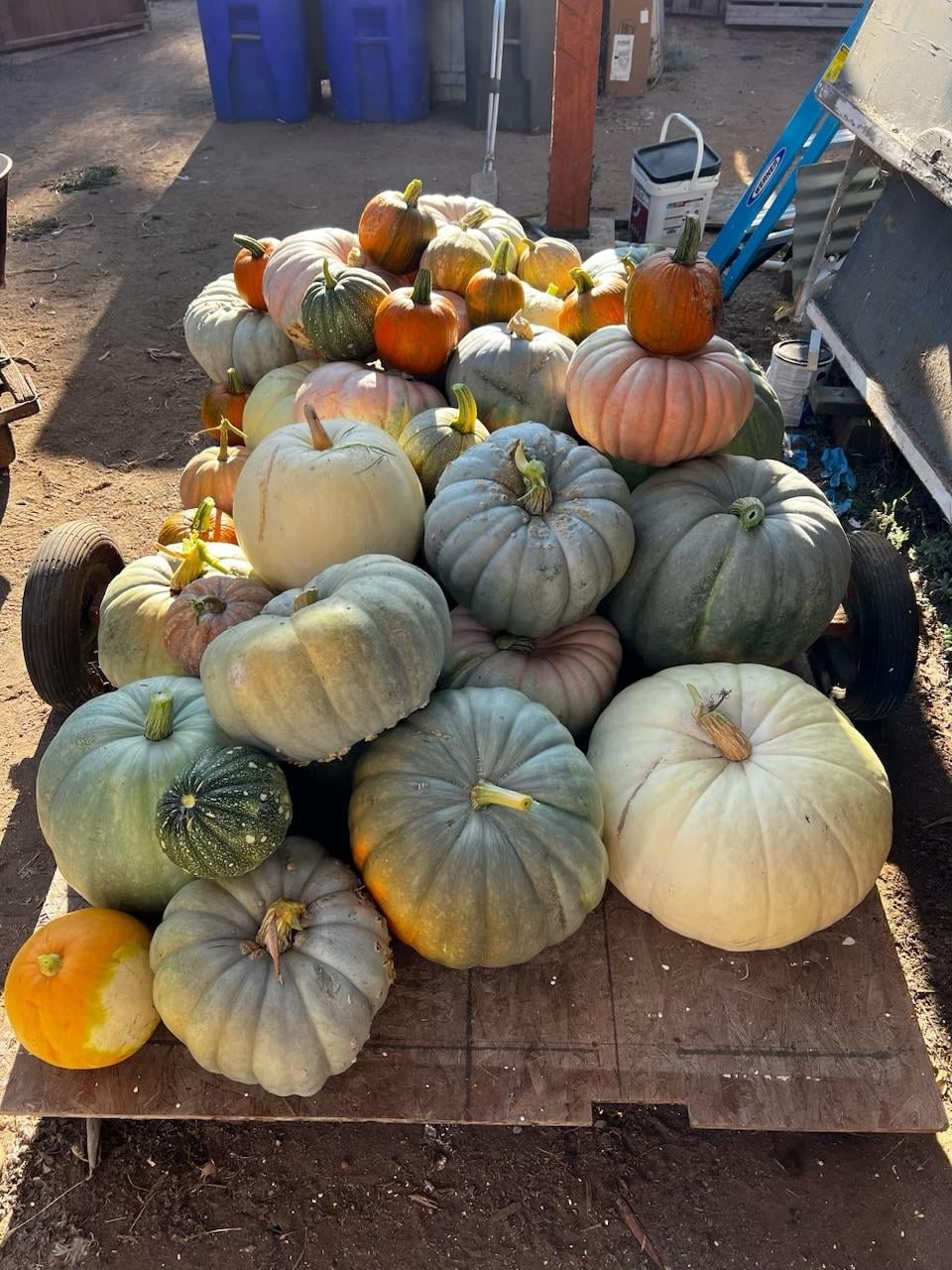 a pile of pumpkins