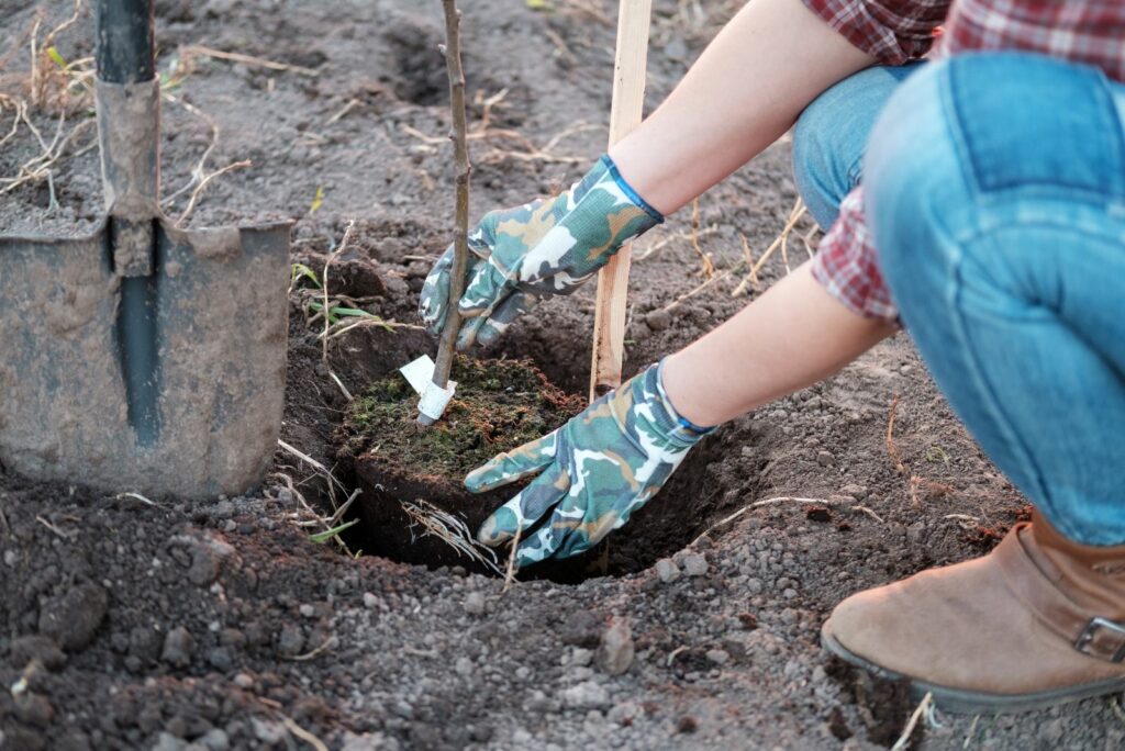 a young woman planting an Apple tree in the garden