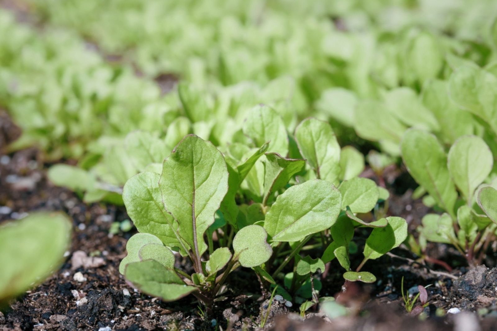 arugula seedlings